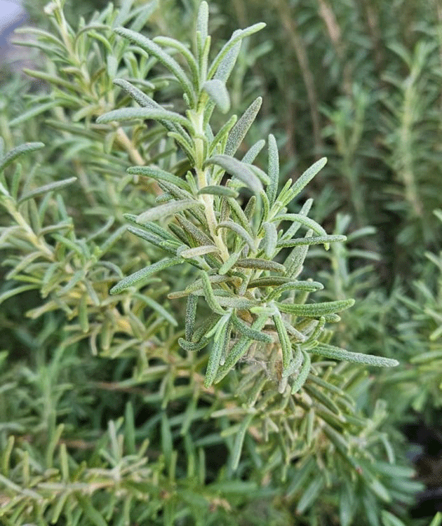 ಅಫ್ರೊಡೈಟಿಯಿಂದ ಮೇರಿಯವರೆಗೆ ರೋಸ್ಮರಿ
