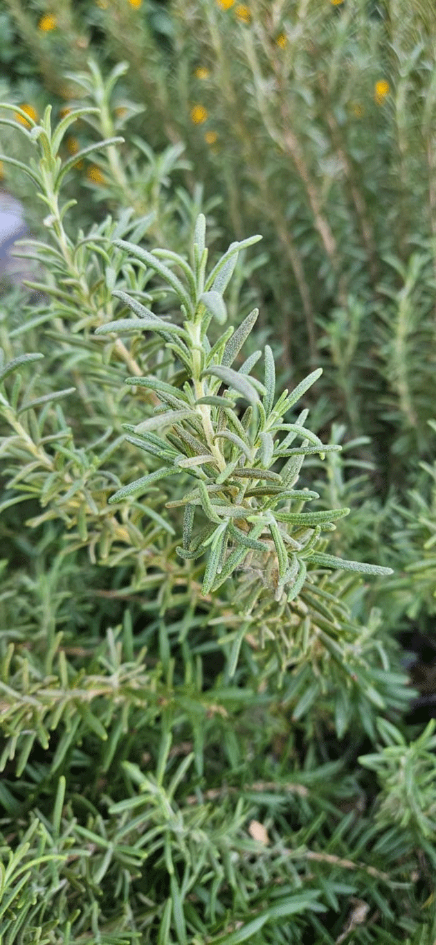 ಅಫ್ರೊಡೈಟಿಯಿಂದ ಮೇರಿಯವರೆಗೆ ರೋಸ್ಮರಿ