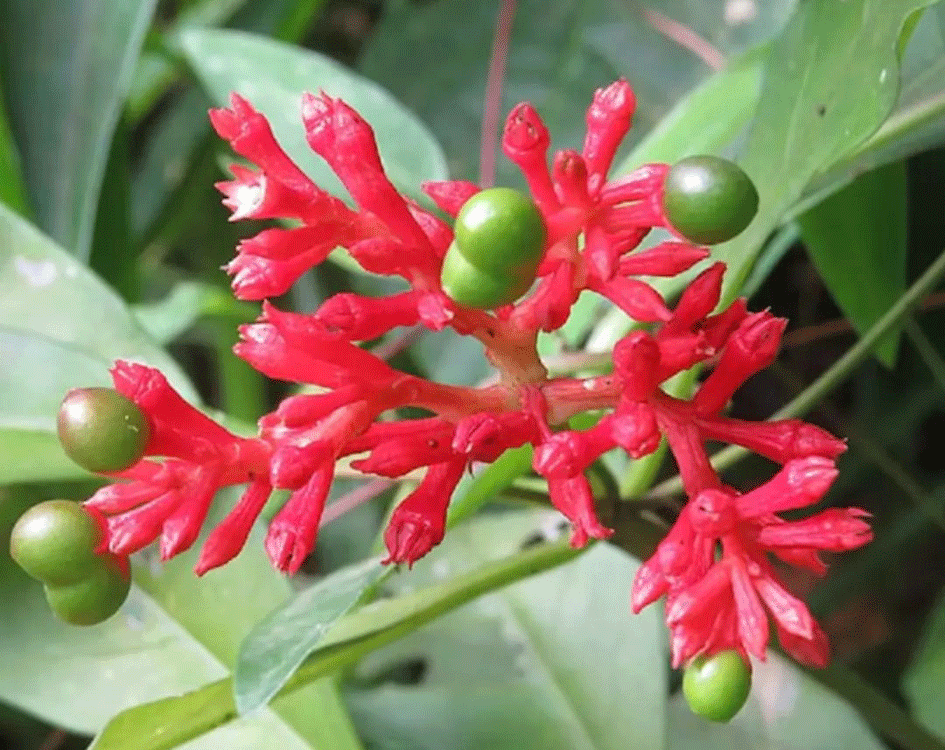ಸರ್ಪಗಂಧ – ಔಷಧಿಗಳ ರಾಣಿ