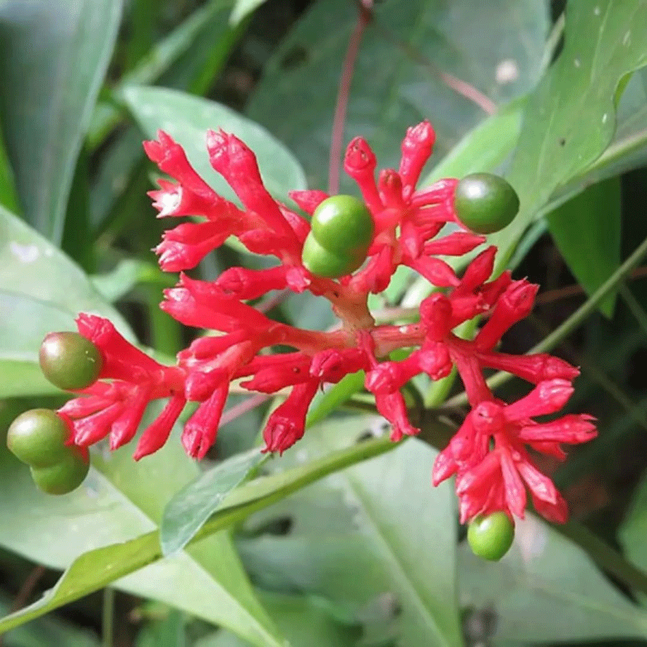 ಸರ್ಪಗಂಧ – ಔಷಧಿಗಳ ರಾಣಿ