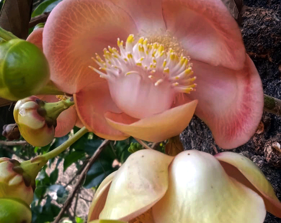 ಒಂದೇ ಹೂದಲ್ಲಿ ಶಿವ-ನಾಗ ರೂಪದ ಅಚ್ಚರಿ