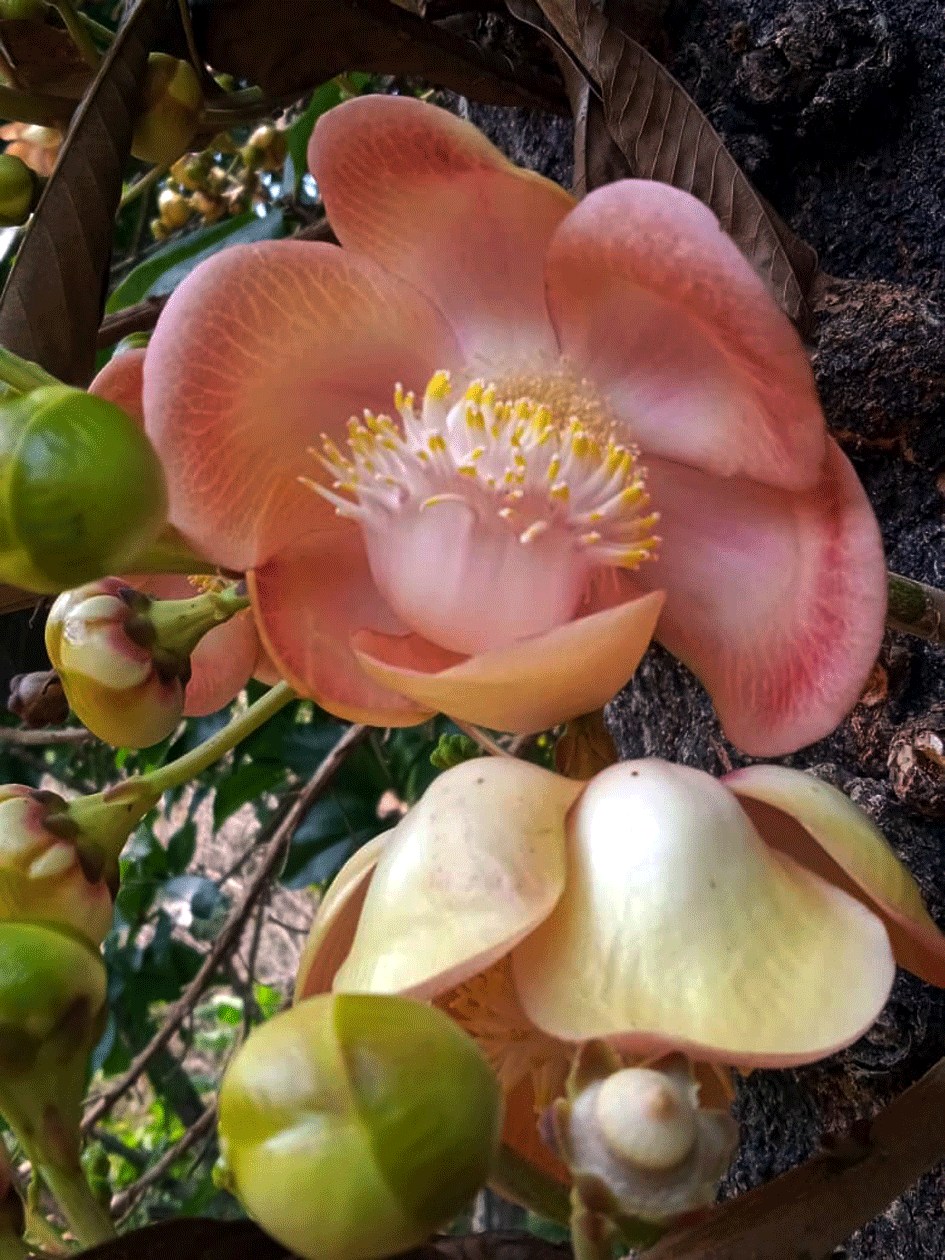 ಒಂದೇ ಹೂದಲ್ಲಿ ಶಿವ-ನಾಗ ರೂಪದ ಅಚ್ಚರಿ