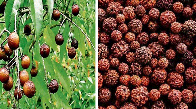 ರುದ್ರಾಕ್ಷಿ : ಶಿವನ ಕಣ್ಣೀರಿನ ಪವಿತ್ರ ಫಲ…
