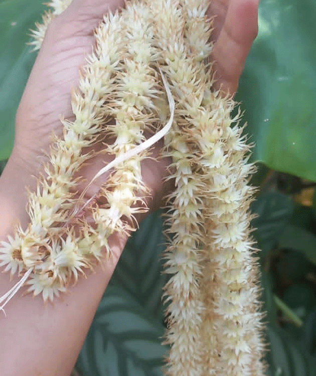 ಪರಿಮಳದ ಹಾರವಾಗಿ ಉಳಿದ ದಕ್ಷಿಣ ಕನ್ನಡದ ಪರಂಪರೆ