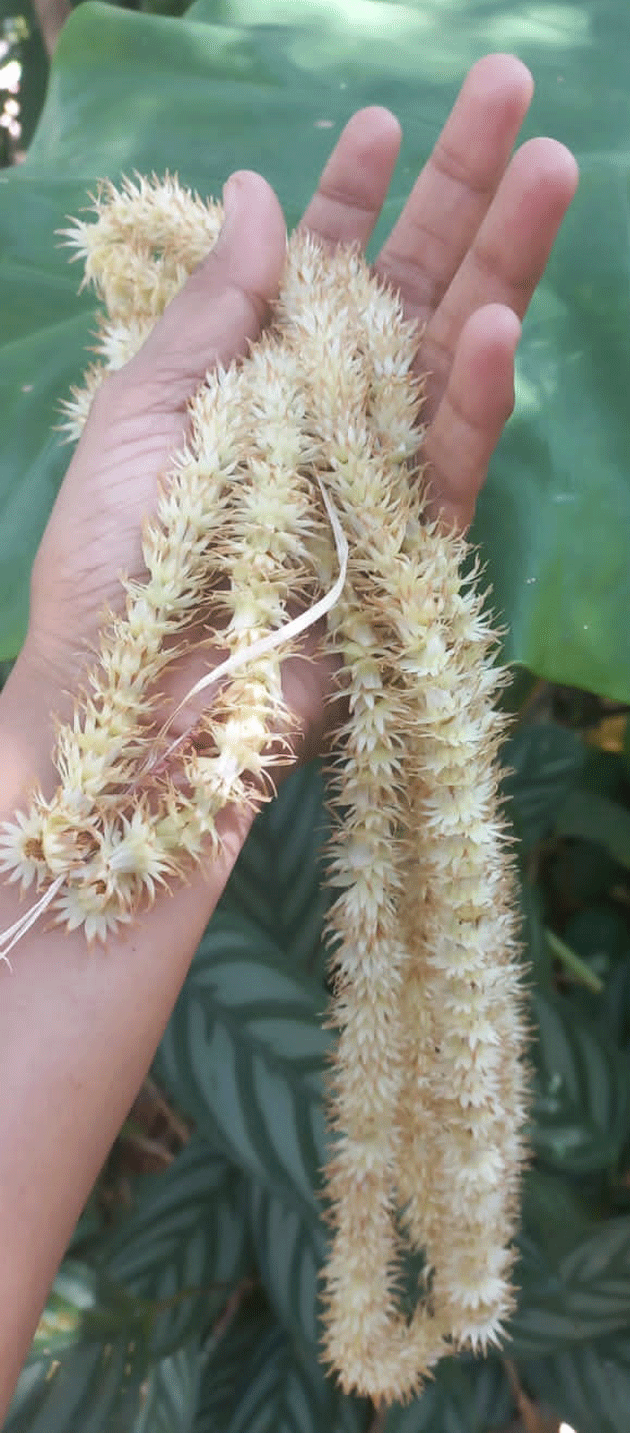 ಪರಿಮಳದ ಹಾರವಾಗಿ ಉಳಿದ ದಕ್ಷಿಣ ಕನ್ನಡದ ಪರಂಪರೆ