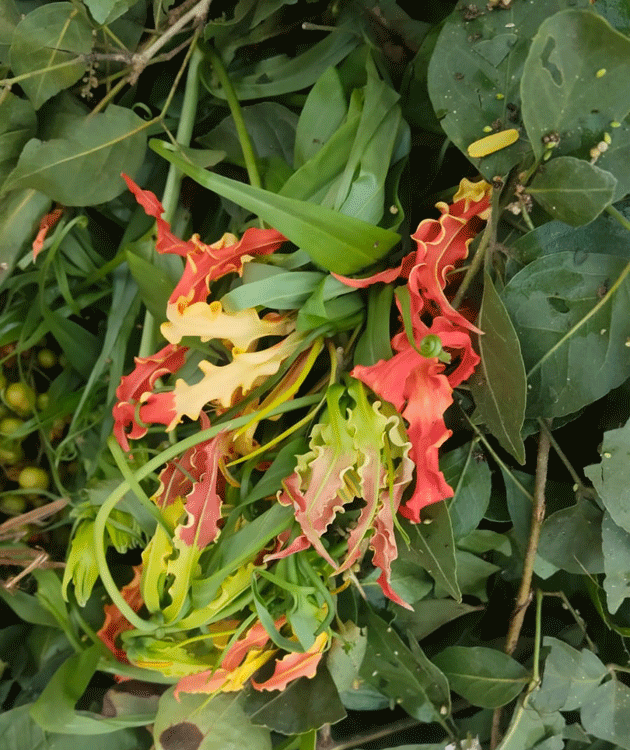 ಗೌರಿ ಪೂಜೆಯ ಹಸಿರು ಹೂವಿನ ಕಥೆ
