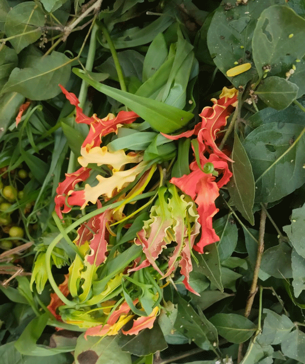 ಗೌರಿ ಪೂಜೆಯ ಹಸಿರು ಹೂವಿನ ಕಥೆ